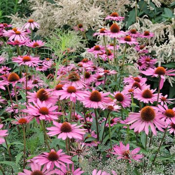 Seeds of Echinacea Pink Parasol - Purple Coneflower.