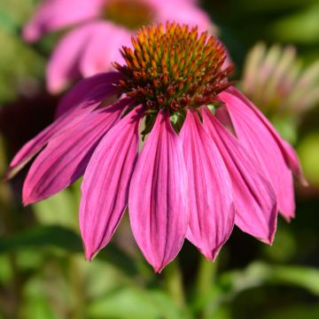 Echinacea Pow Wow Wild Berry - Purple beak Rudbeckia seeds