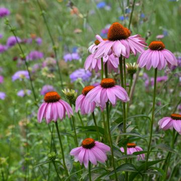 Rudbeckia pourpre - Echinacea purpurea