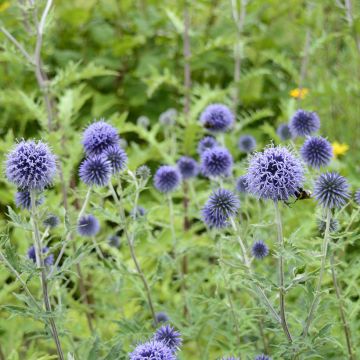 Échinope Boule Azurée - Echinops ritro