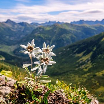 Edelweiss Seeds - Leontopodium alpinum