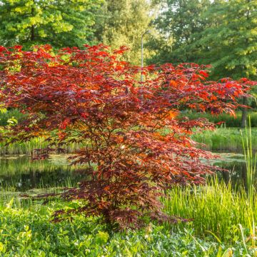 Japanese Maple seeds - Acer palmatum Atropurpureum