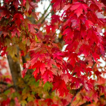 Acer rubrum seeds - Red maple