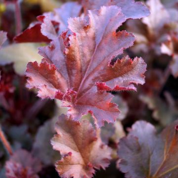 Heuchera hybrida Melting Fire