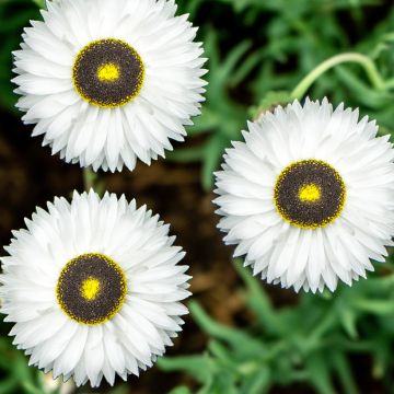 Helipterum Pierrot 