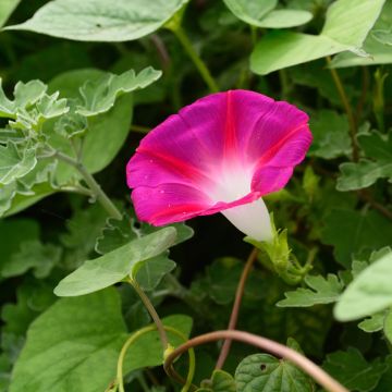 Ipomoea rubrocaerulea Crimson Rambler - Morning Glory seeds