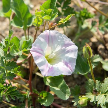 Ipomoea purpurea Shiva - Morning Glory Seeds