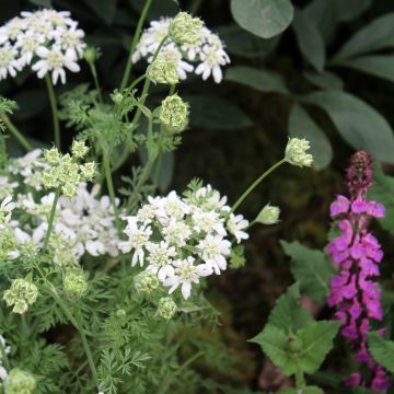 Orlaya grandiflora