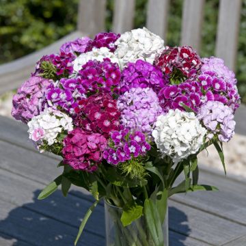 Sweet William Hollandia Formula Mix seeds - Dianthus barbatus