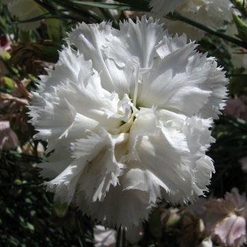 Dianthus caryophyllus Triumph White - Carnation seeds