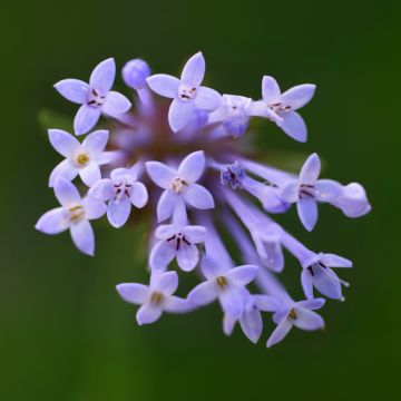 Asperula orientalis - Woodruff