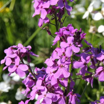 Hesperis matronalis - Dame's Violet seeds