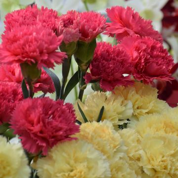 Dianthus caryophyllus Bananaberry Fizz - Carnation seeds