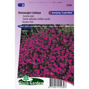 Maiden Pink Lindoya Seeds - Dianthus deltoides