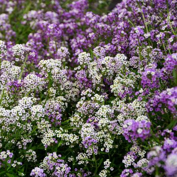 Lobularia maritima Wandering Mix - seeds