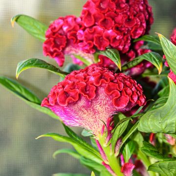 Celosia argentea var. cristata Red Velvet - seeds