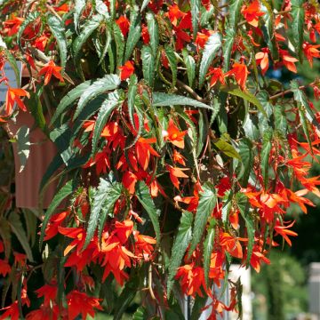 Bolivian Seed of Begonia - Begonia boliviensis