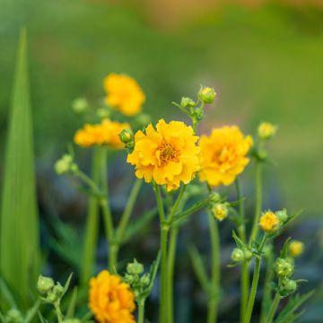 Geum chiloense Lady Stratheden seeds - Geum chiloense Mrs Bradshaw seeds - Chilean Avens