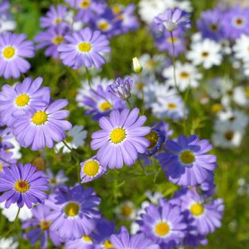 Graines de Brachycome Little Missy - Brachyscome iberidifolia