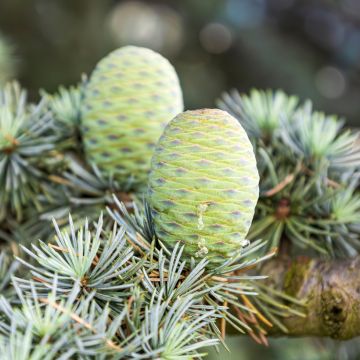 Cedrus atlantica seeds - Atlas cedar