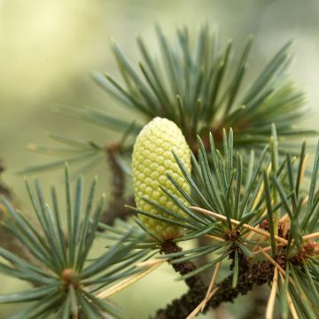 Cedrus libani seeds - Cedar of Lebanon
