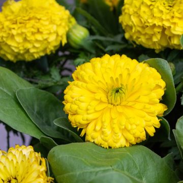 Souci double de Jardins Ball’s Golden Yellow - Calendula officinalis