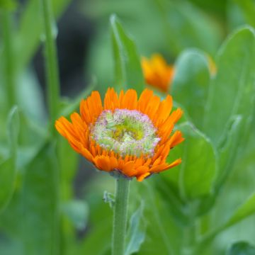 Calendula officinalis Ollioules Orange Greenheart - Garden Marigold seeds