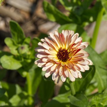 Souci double de Jardin Sunny Girl - Calendula officinalis