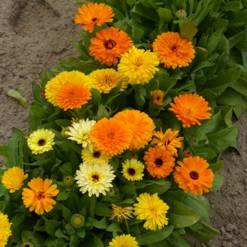 Calendula officinalis Fiesta Gitana Seeds - Dwarf Pot Marigold