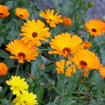 Single organic seeds of Calendula or Orange Marigold