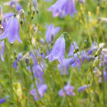 Campanula rotundifolia - Scottish Bluebell Seeds