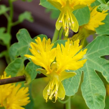 Tropaeolum peregrinum - Canary Naked Seeds