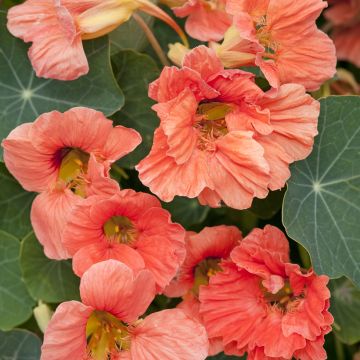 Tropaeolum majus Salmon Gleam Seeds - Trailing Nasturtium