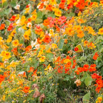 Capucine grimpante à fleurs simples - Tropaeolum majus