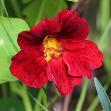 Graine de Capucine Crimson Emperor - Tropaeolum majus 