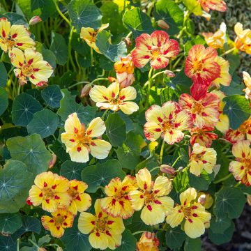 Tropaeolum majus Ice Cream Sundae