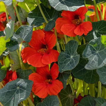 Tropaeolum majus nanum Princess of India Seeds - Dwarf Nasturtium