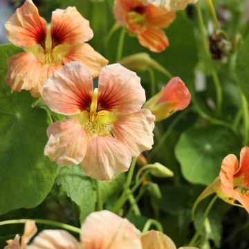 Tropaeolum Tip-Top Apricot Dwarf - Nasturtium Seeds