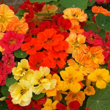 Tropaeolum majus Whirlybird Mix Seeds - Dwarf Nasturtium