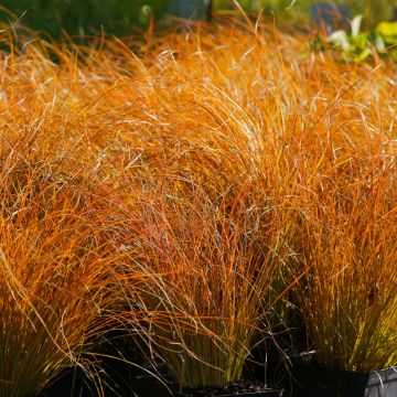 Carex testacea Prairie Fire - orange New Zealand Sedge