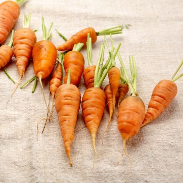 Carrot Katrin seeds - Daucus carota