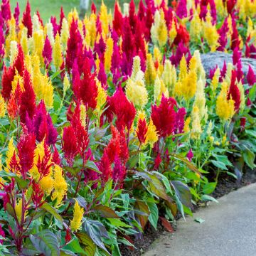 Celosia Pampas Plume Mix Seeds - Chinese Woolflower