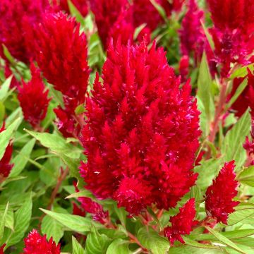 Celosia Arrabona - Silver cock's comb