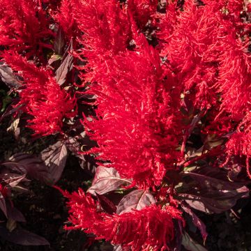 Celosia China Town - Silver cock's comb seeds