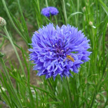 Centaurée à fleurs doubles Blue Boy - Centaurea cyanus