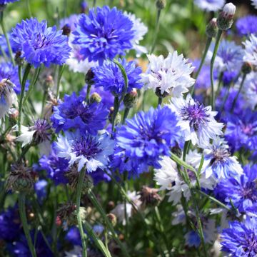 Cornflower Classic Fantastic Seeds - Centaurea cyanus