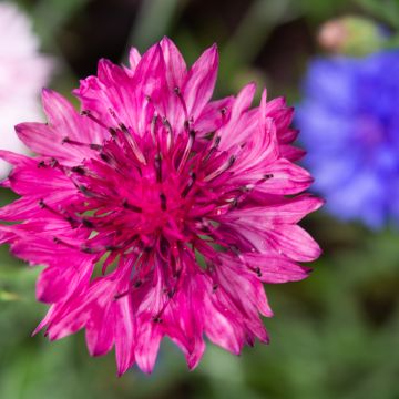 Graines de Centaurée Red Boy - Centaurea cyanus