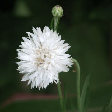 Centaurea cyanus Snowman - Cornflower seeds