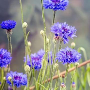 Graines de Centaurea cyanus - bleuet sauvage