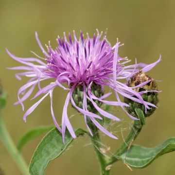 Centaurea cyanus Classic Romantic - seeds